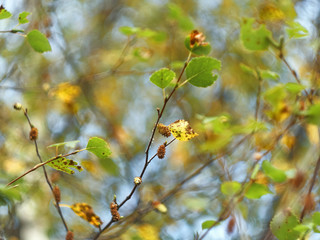 Birch leaves and aglets close-up autumn colors on blurred background