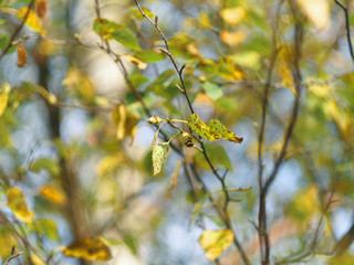 Birch leaves and aglets close-up autumn colors on blurred background