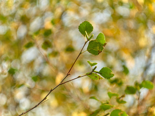 Birch leaves and aglets close-up autumn colors on blurred background