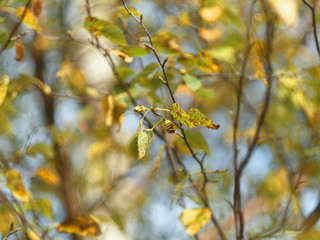 Birch leaves and aglets close-up autumn colors on blurred background