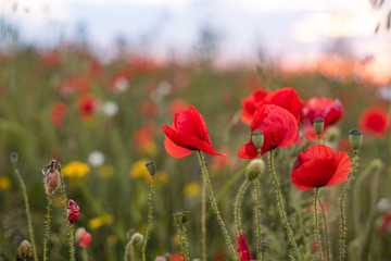 Poppies at sunset