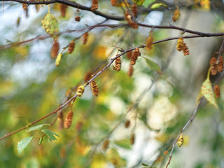 Birch leaves and aglets close-up autumn colors on blurred background