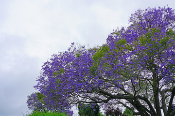 A purple tropical Jacaranda tree (Jacaranda mimosifolia)