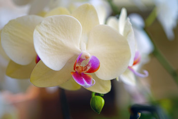 A cream yellow and pink phalaenopsis moth orchid flower in bloom
