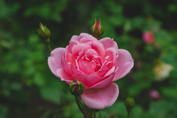 pink rose in the garden