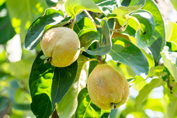 two fluffy quince ripening amid green leafs