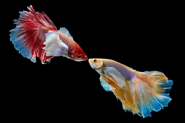 Foto auf Leinwand The moving moment beautiful of yellow and red siamese betta fish or half moon betta splendens fighting fish in thailand on black background. Thailand called Pla-kad or dumbo big ear fish. © Soonthorn