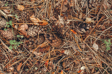 Beautiful macro of autumn pinecones with colorful yellow red dry leaves and old pine tree needles on background. Fall season concept. View from top above toned with film faded retro filter.