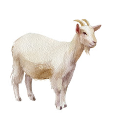 Watercolor single goat animal isolated on a white background illustration.