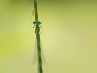 Vorderansicht auf die Augen einer blauen Libelle die sich Hinter einem Grashalm versteckt. Über...