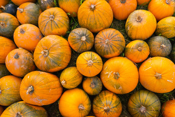 Orange harvest pumpkins on hay at pumpkin patch from above