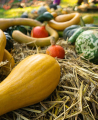 Harvest Gourds and Pumpkins on Hay at Market