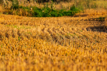 Field of freshly mown wheat at summer sunset