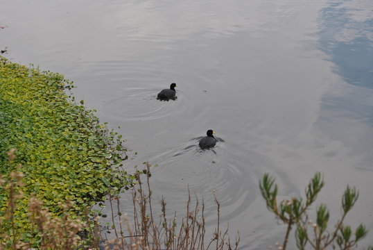 Un pareja de aves