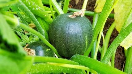 Kugelzucchini an Pflanze