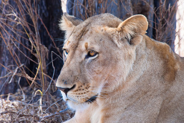 A lion, lioness and cubs in their pride land in Africa