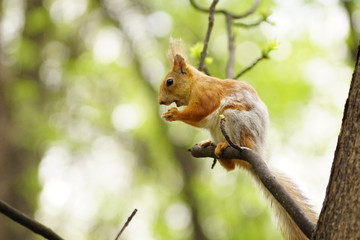 squirrel,