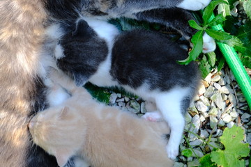 Feral cat mother and kittens