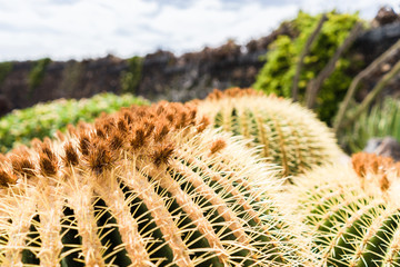 Macro view of cactus, Lanzarote, Spain