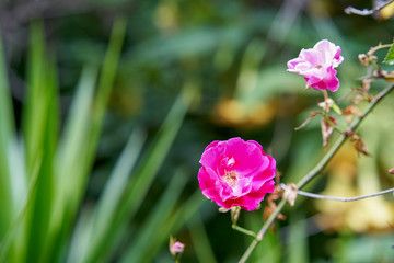A burgeoning pink rose