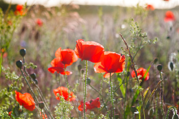 poppy