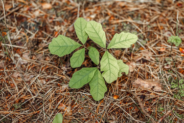 Beautiful macro of small young oak tree sprout with colorful green leaves on autumn background with dry old pine tree needles. Fall season concept. View from top above.