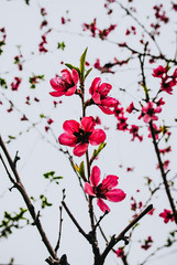 Macro photo of pink apricots flower