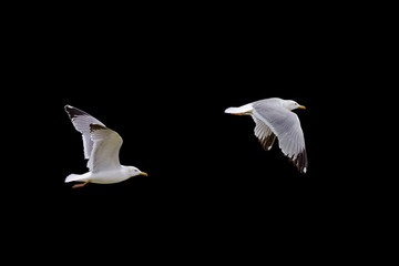 flying seagull isolated on black background