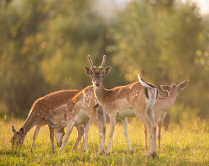 A deer family