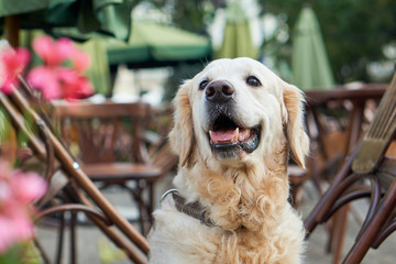  Happy young adorable golden retriever puppy dog sitting near wooden chairs and red flowers in street pets friendly cafe. Adventures outdoor travel concept. Copy space background.
