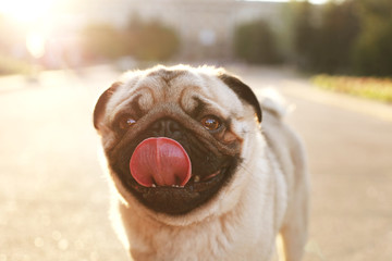 Portrait of funny chubby young pug dog on concrete walkway of city park, soft sunset light....