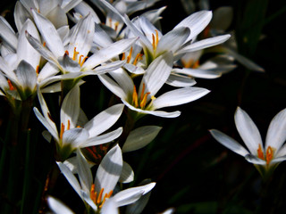 Obraz premium White flowers on a dark scene