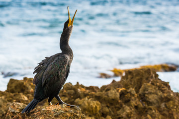 Cormorant