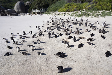 Obraz premium Brillenpinguin Kolonie (Spheniscus demersus) am Boulders Beach in Simon's Town