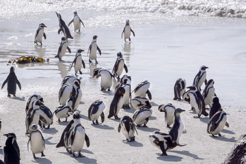Brillenpinguin Kolonie (Spheniscus demersus) am Boulders Beach in Simon's Town
