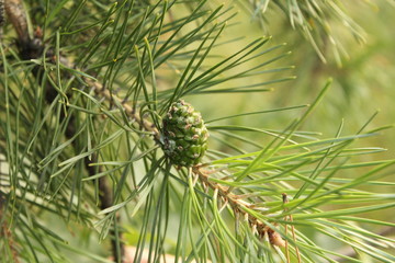 pine, tree, nature, green, branch, cone, forest, needle, needles, plant, christmas, evergreen, fir, coniferous, close-up, macro, closeup, conifer, spruce, wood, spring, summer, season, brown, cones