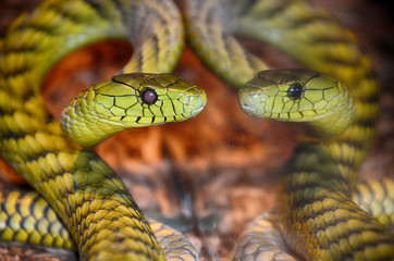 Snake Reflection 3