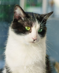 Beautiful Sad Domestic Black White Short Hair Green Yellow Eyes Cat  Looking Straight Towards Camera. Close Up, Horizontal, Selective Focus.         .