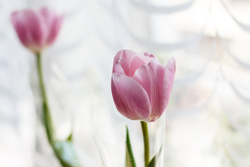 Purple tulips isolated on a pure white background