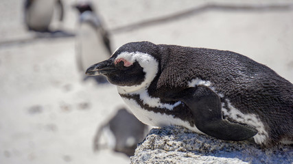 Fototapeta premium A closeup penguin at Boulder's Beach, Simon's Town, Cape Town, South Africa