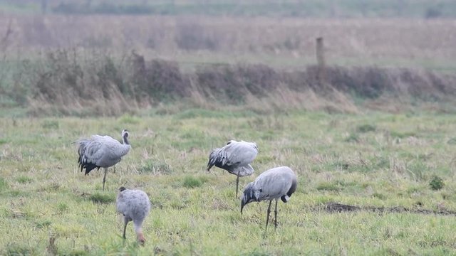 Common Cranes or Eurasian Cranes (Grus Grus) birds feeding in corn fields