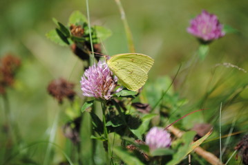 Yellow Butterfly