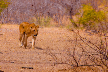 A lion, lioness and cubs in their pride land in Africa