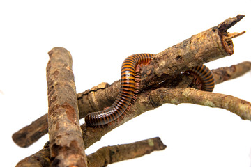Fototapeta premium Millipede on the branch, Isolated on white background