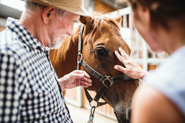 A close-up of senior couple petting a horse.