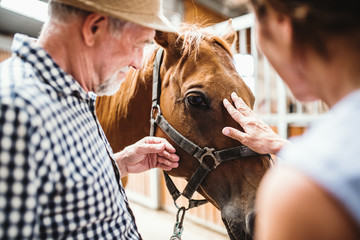 A close-up of senior couple petting a horse. - obrazy, fototapety, plakaty