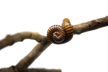 Millipede on the branch, Isolated on white background
