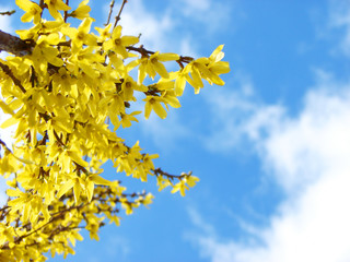 wielkanoc żółte forsycja kwitnie wiosna