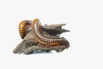 Millipede on the branch, Isolated on white background