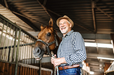 A senior man with a hat standing close to a horse in a stable, holding it.